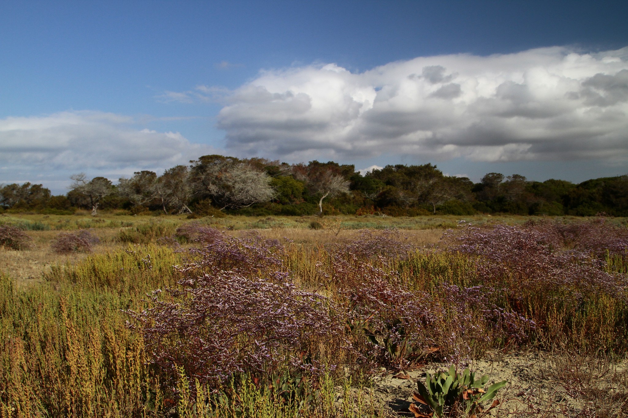 Glasswort and Limonium